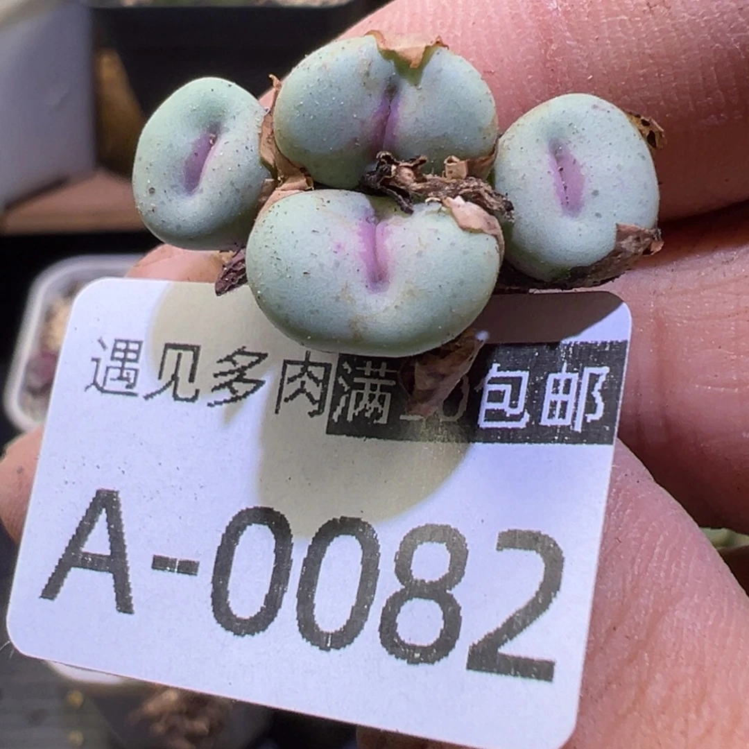 多肉植物111111111111