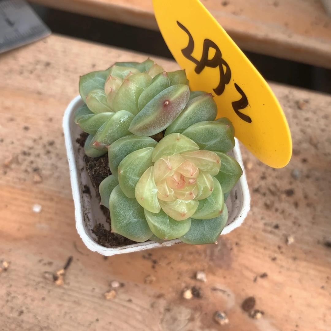 桉***桉荔枝甜心双头2992