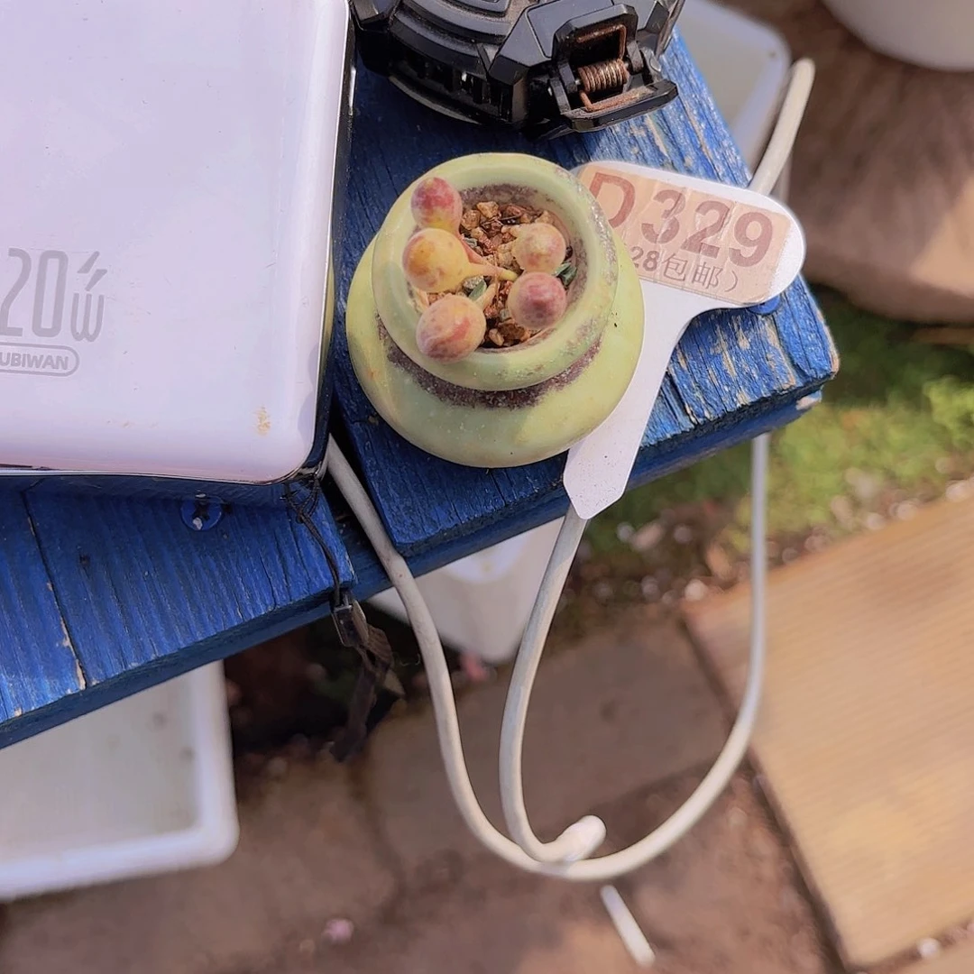 ❄️****D329鼓吹一物一拍