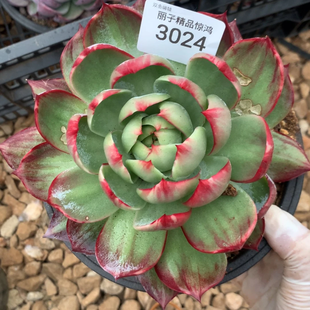 3024一物一拍15厘米