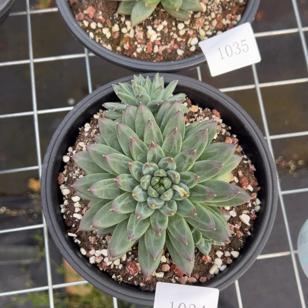 随**欲1035 1034肉肉肉肉肉肉