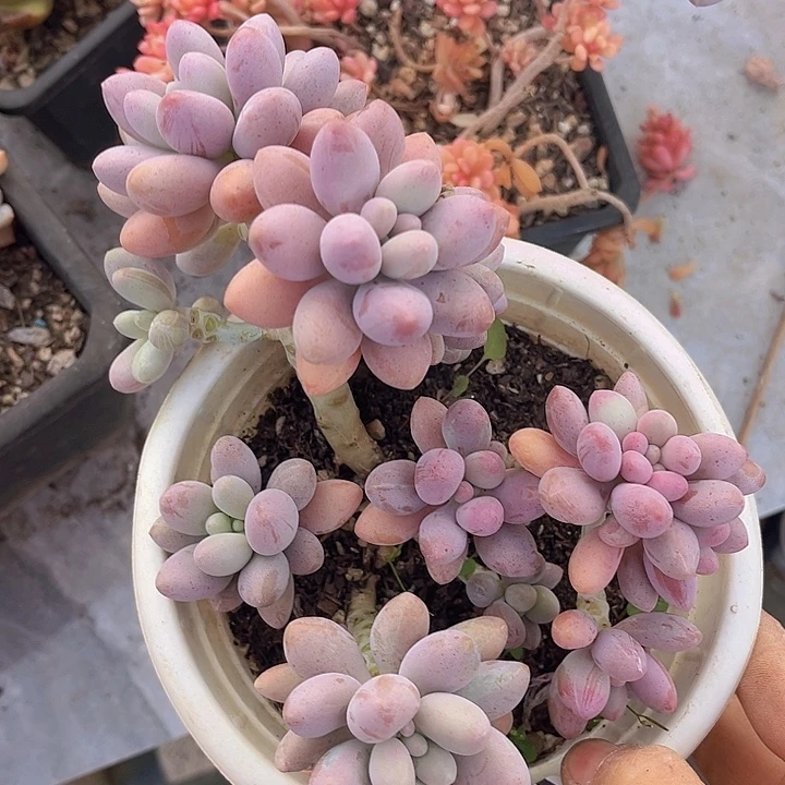粉恋08180多肉植物