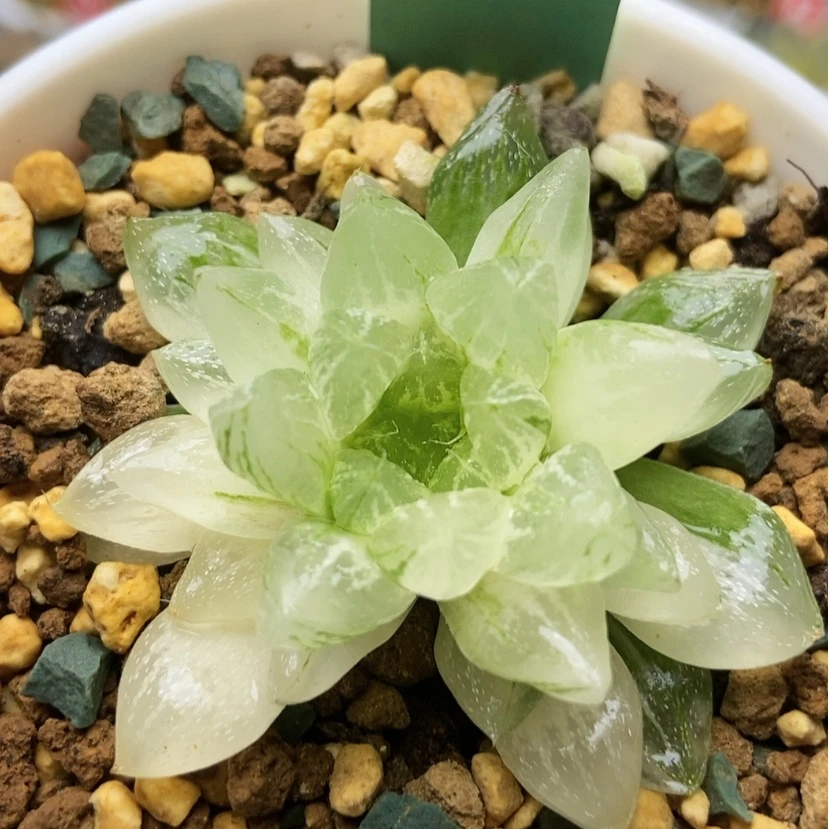 【闪购商品】雪花锦31
