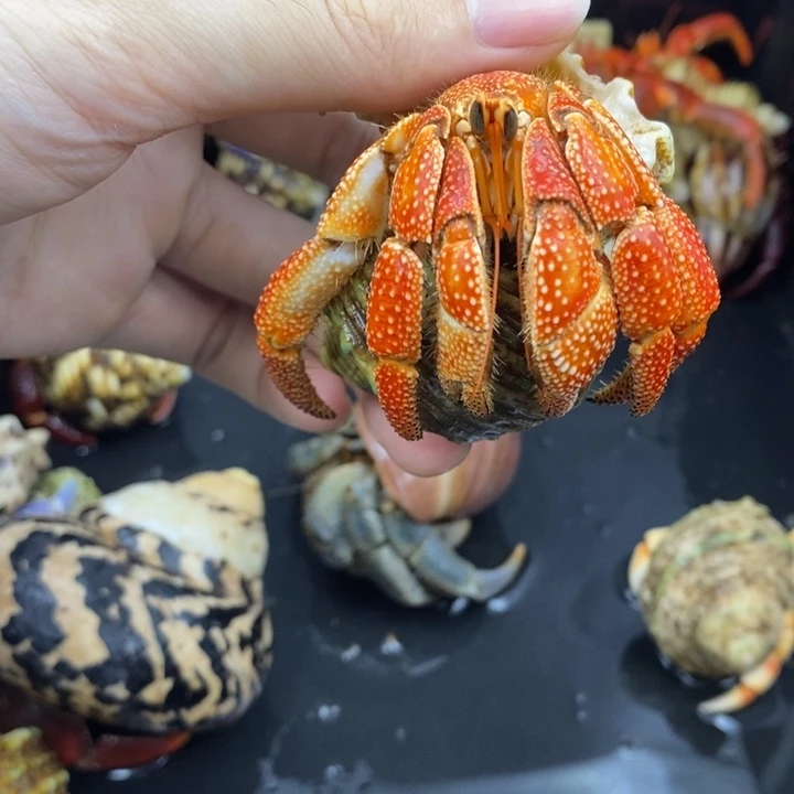 3.5口芬达毛里求斯草莓