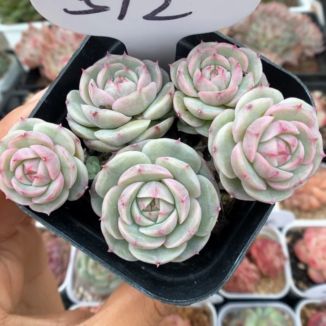 白芷珍妮群生可拍512号。