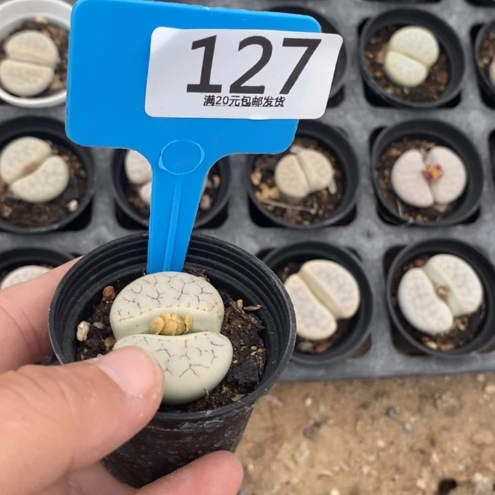 *****生石花等植物的生长127