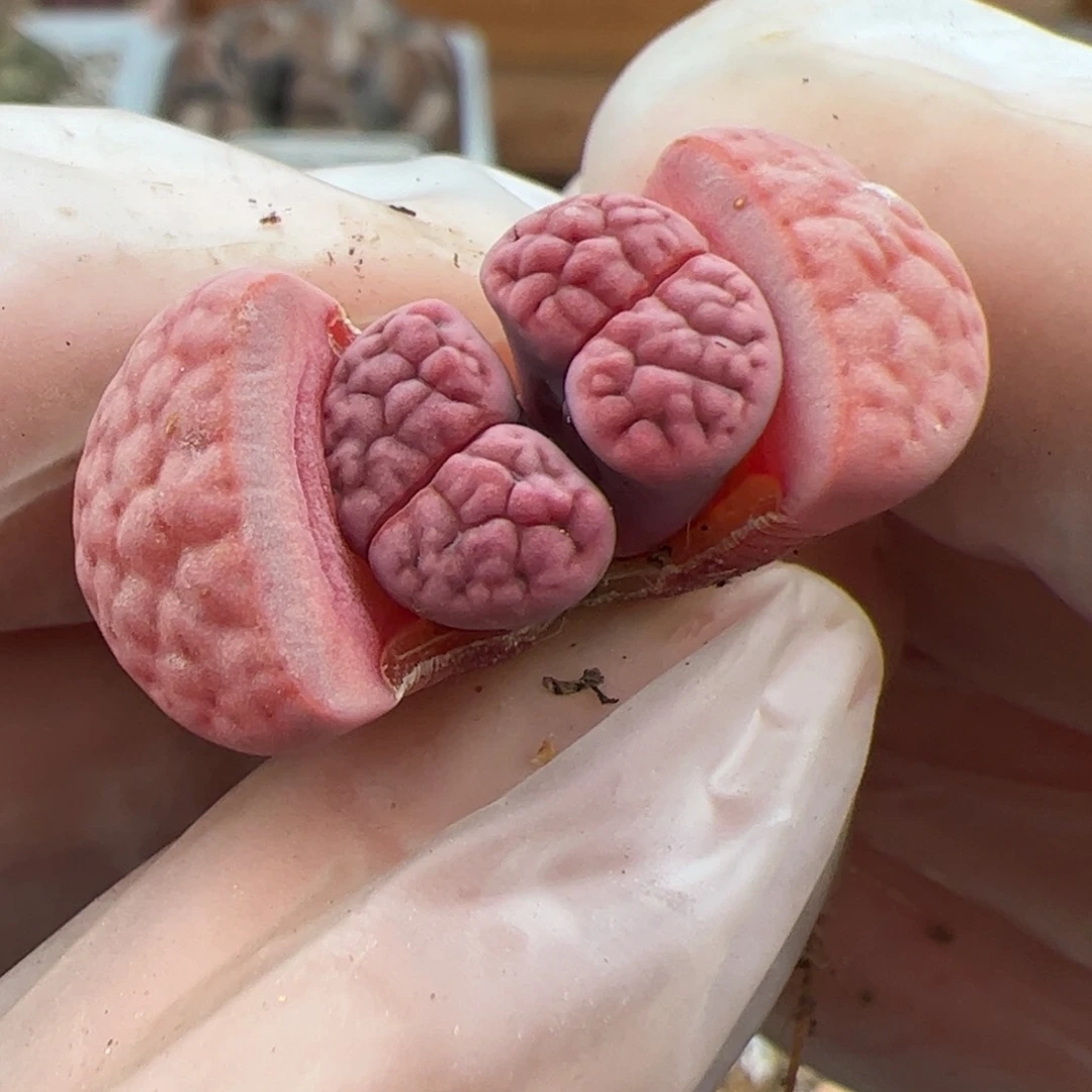 0602号阿克多肉植物