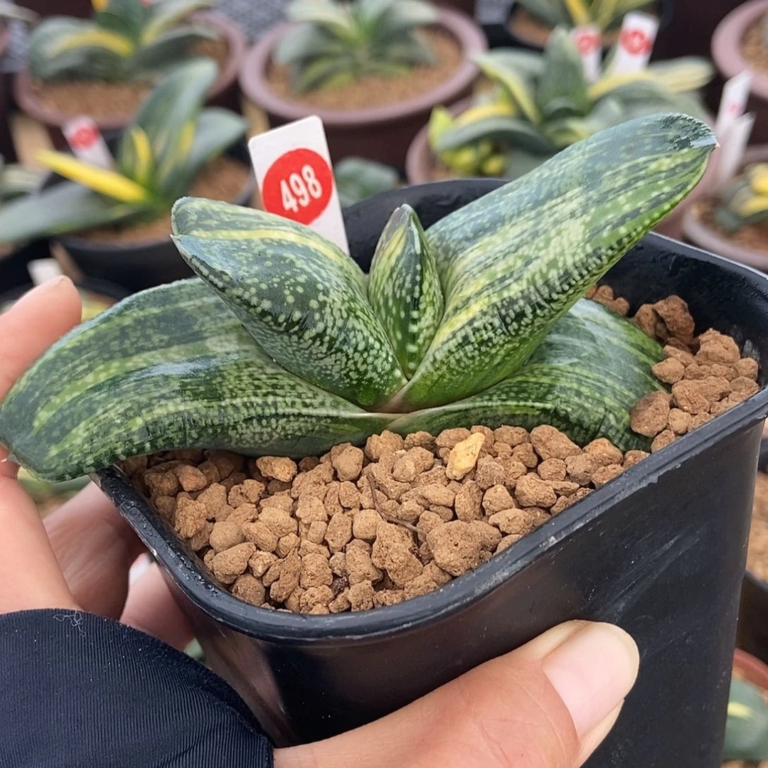 雪***山498恐龙锦带盆发货