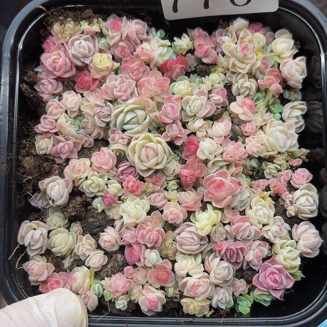 多肉植物多肉植物776