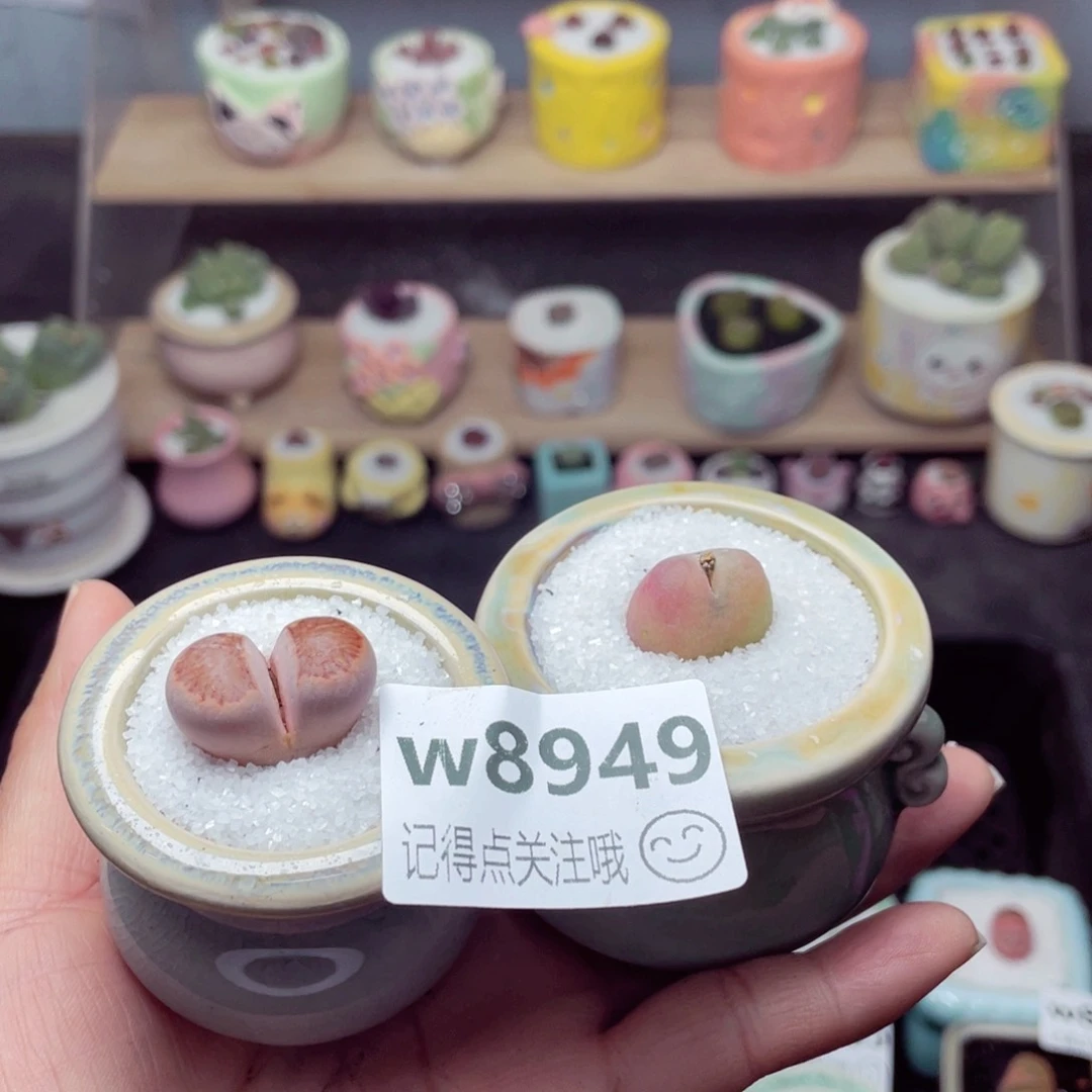 w8949 带盆土发货-零下地区拍保温箱