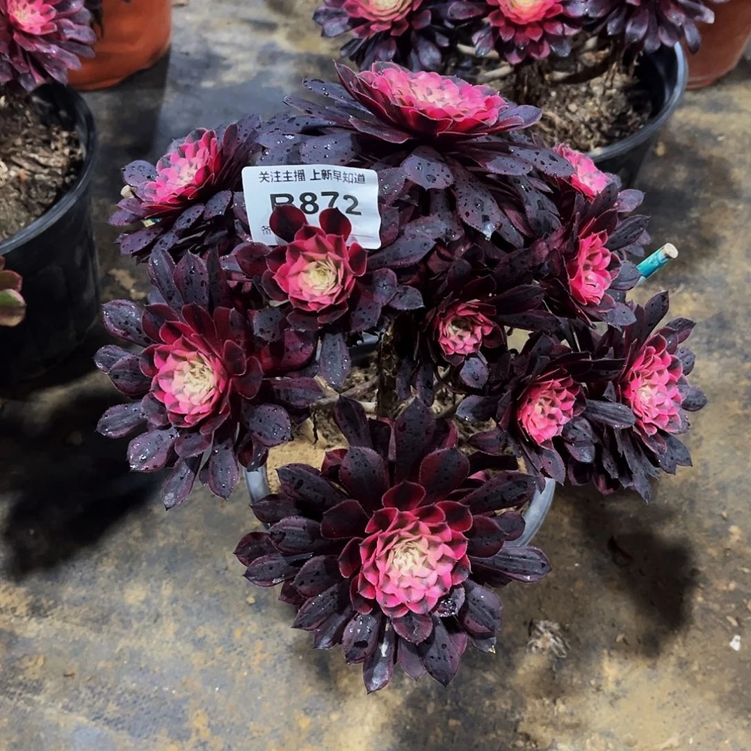 多肉872月亮女神