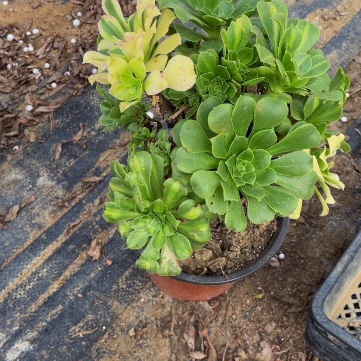 唯***依740五彩琉璃多肉随单