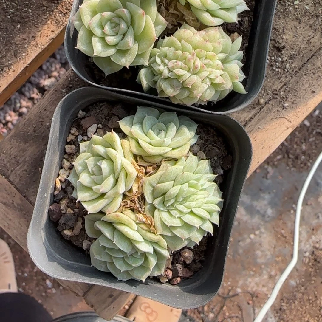 白天鹅群带缀一颗多肉