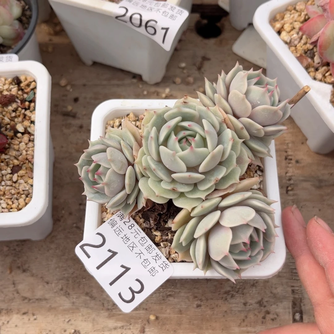 大2113:（cb cv cv v