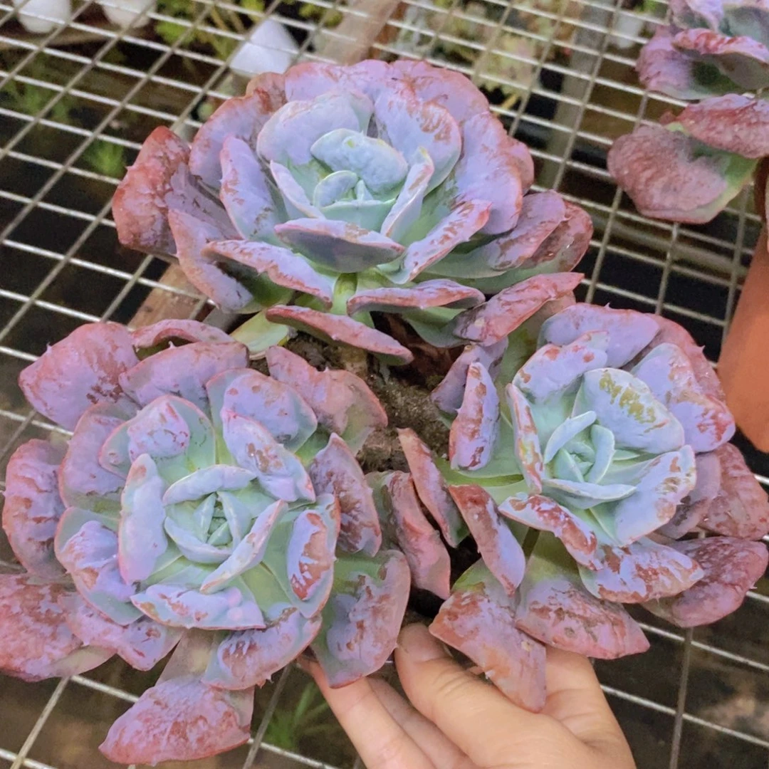 心之悦三大头起发