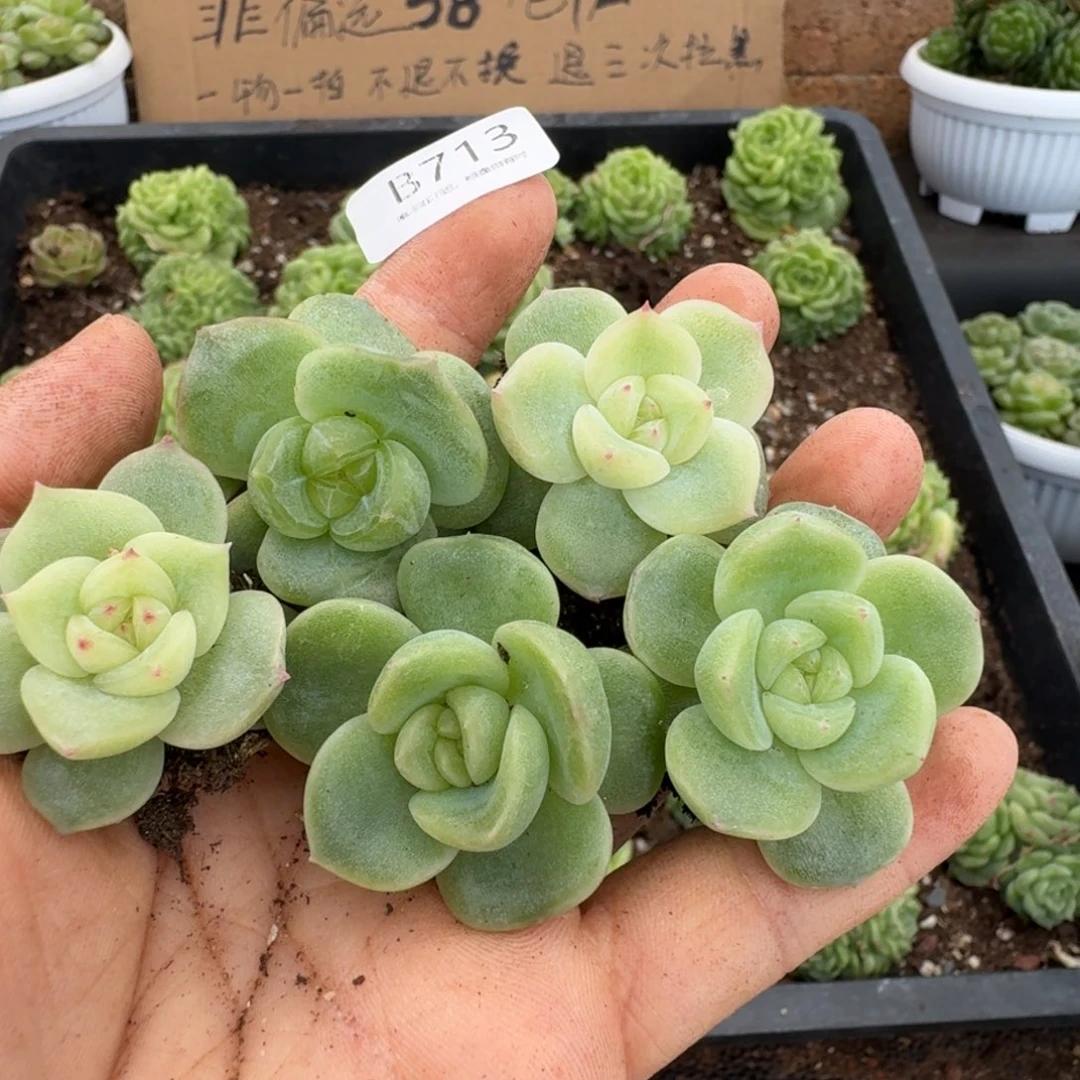 一物一拍一物一拍1026-713