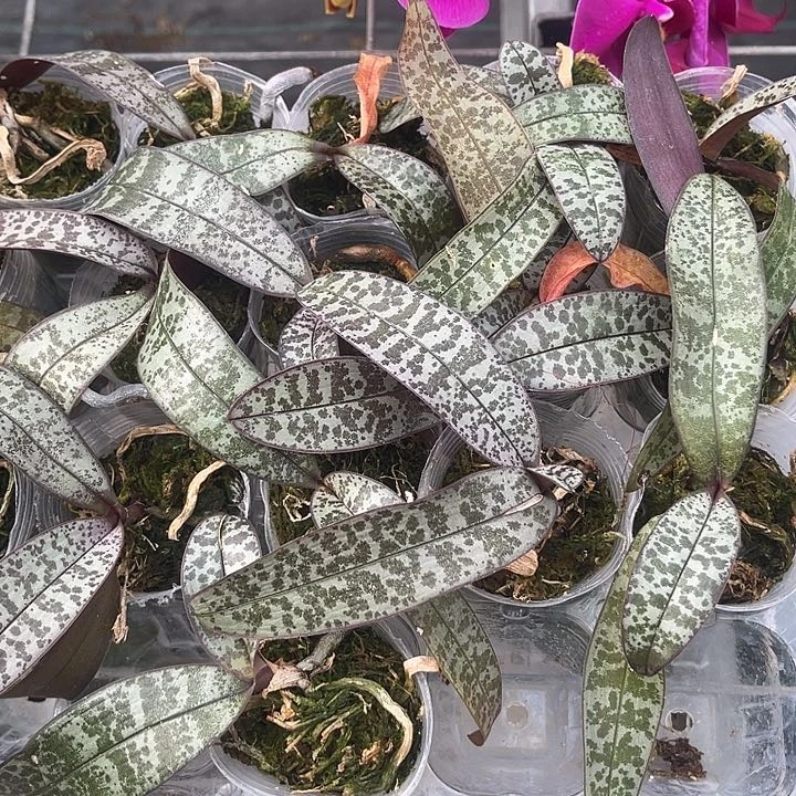 蝴蝶兰山彩西1.7瑕疵无售后