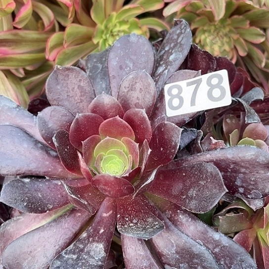 恩*多肉植物一个