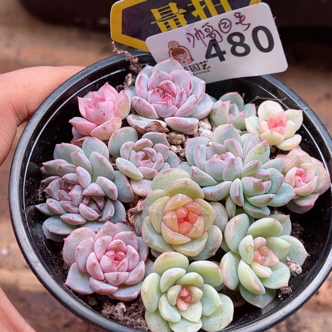 多肉植物多肉植物