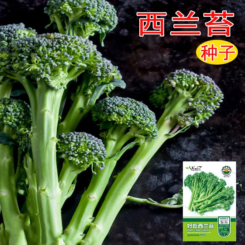 西兰苔种子甜杆西兰花长茎西洋芥兰青花笋耐寒冻农家田园蔬菜种籽