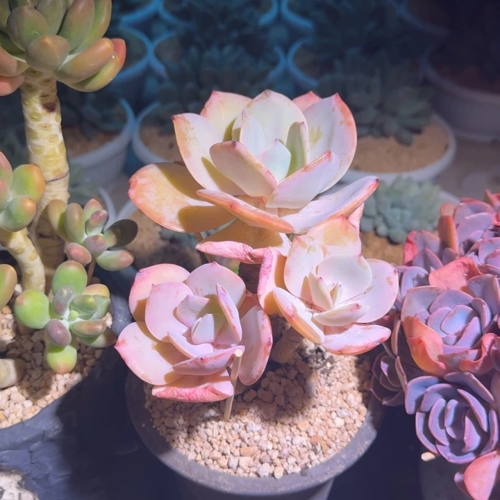 血凤 3头  一物一拍