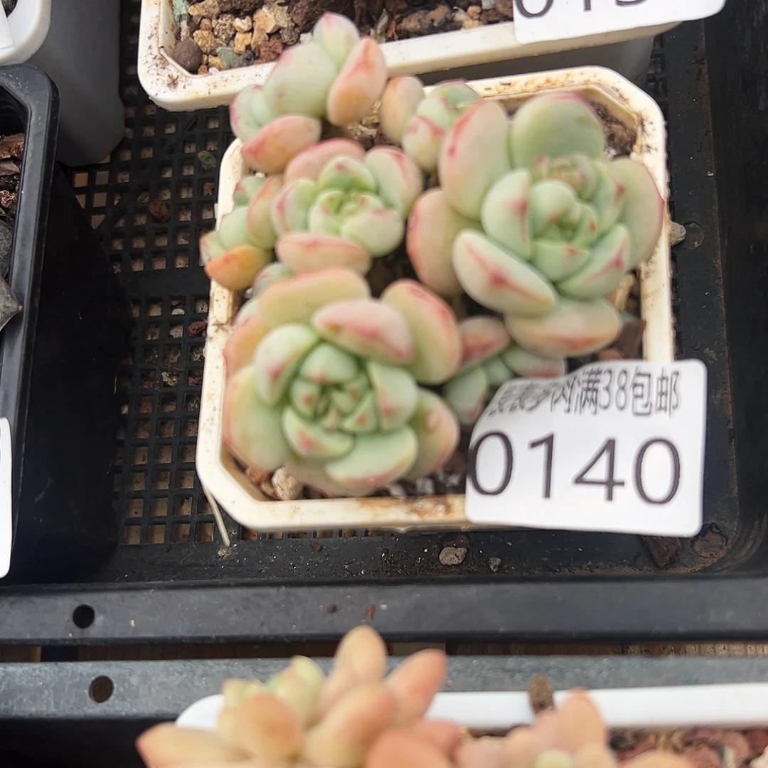 多肉一物一拍植物0140