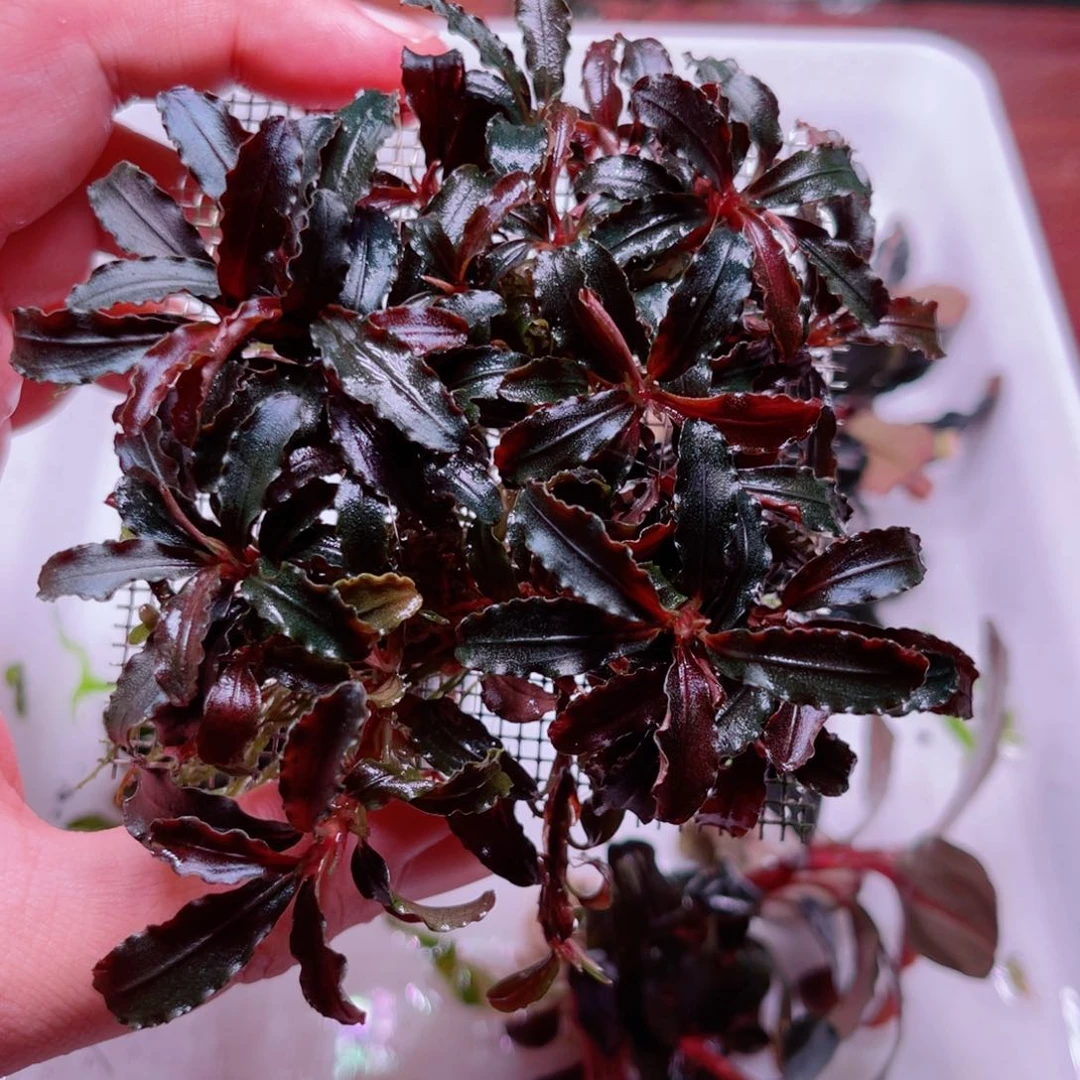 美小呆精品水草一份