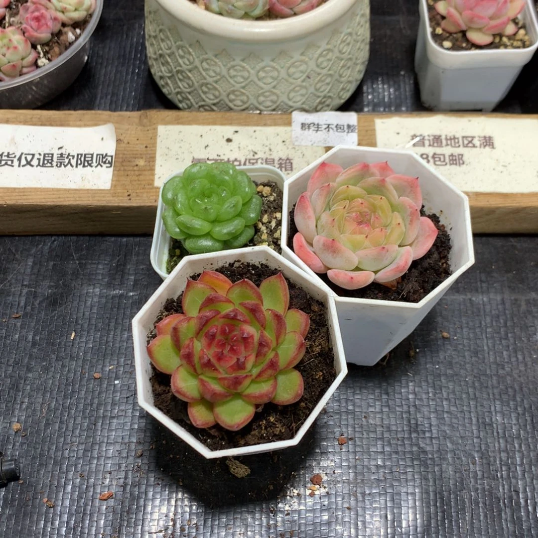 懒羊羊精品一物一拍
