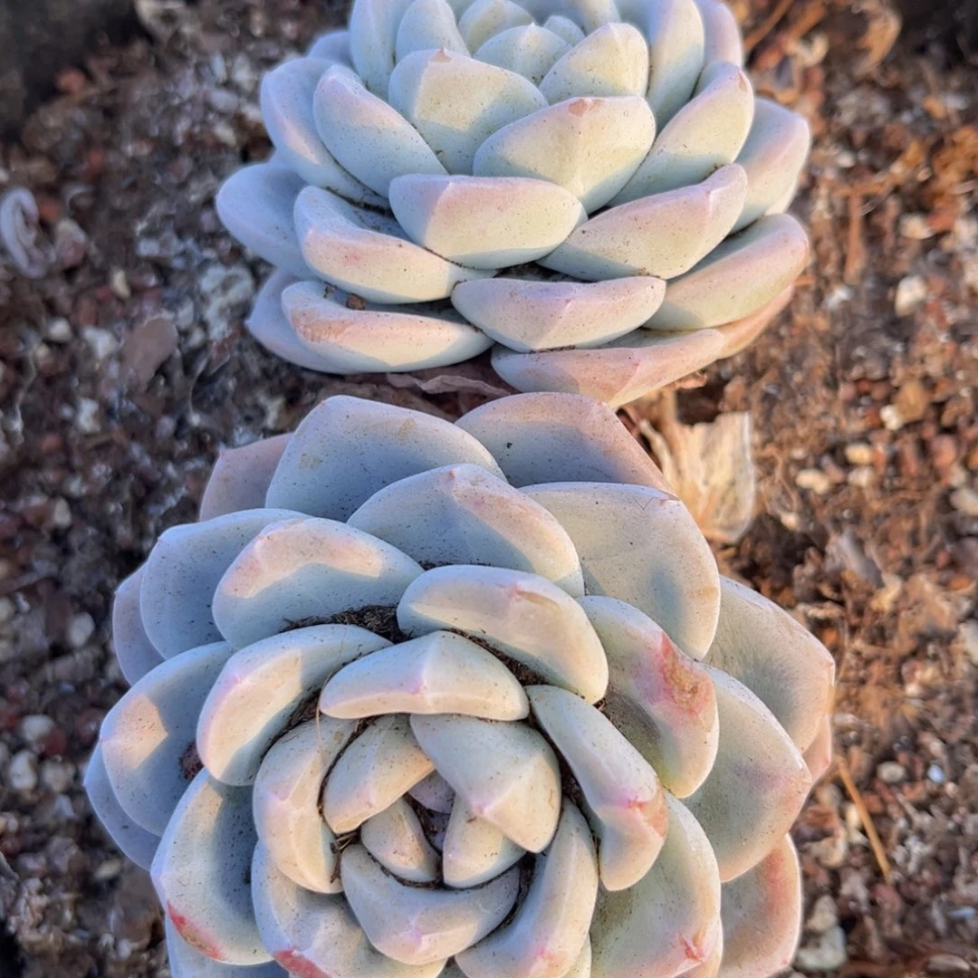 冰玉两颗一组包邮