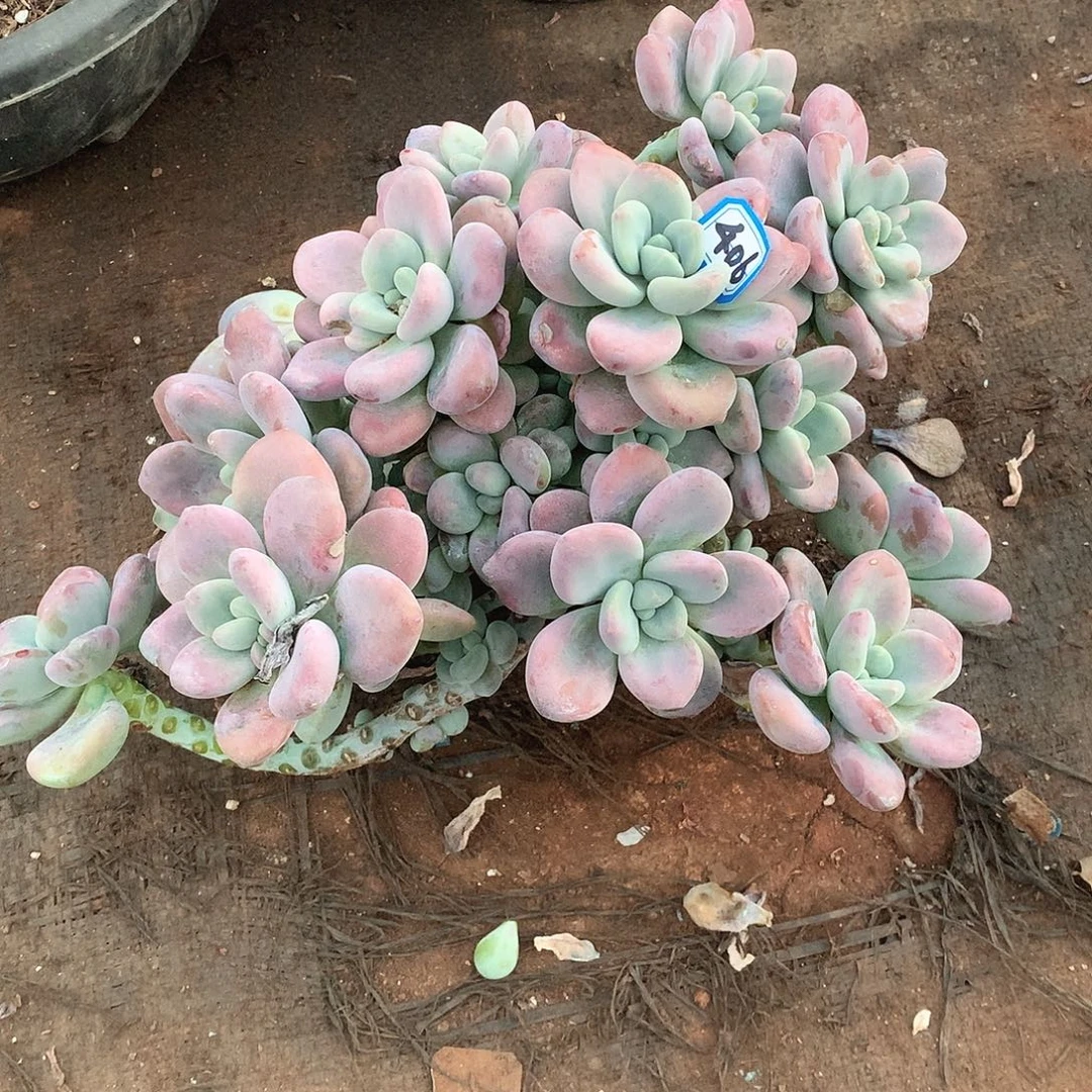 406洛神 一物一拍多肉