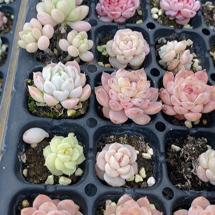 161 多肉植物盆栽花卉盆栽