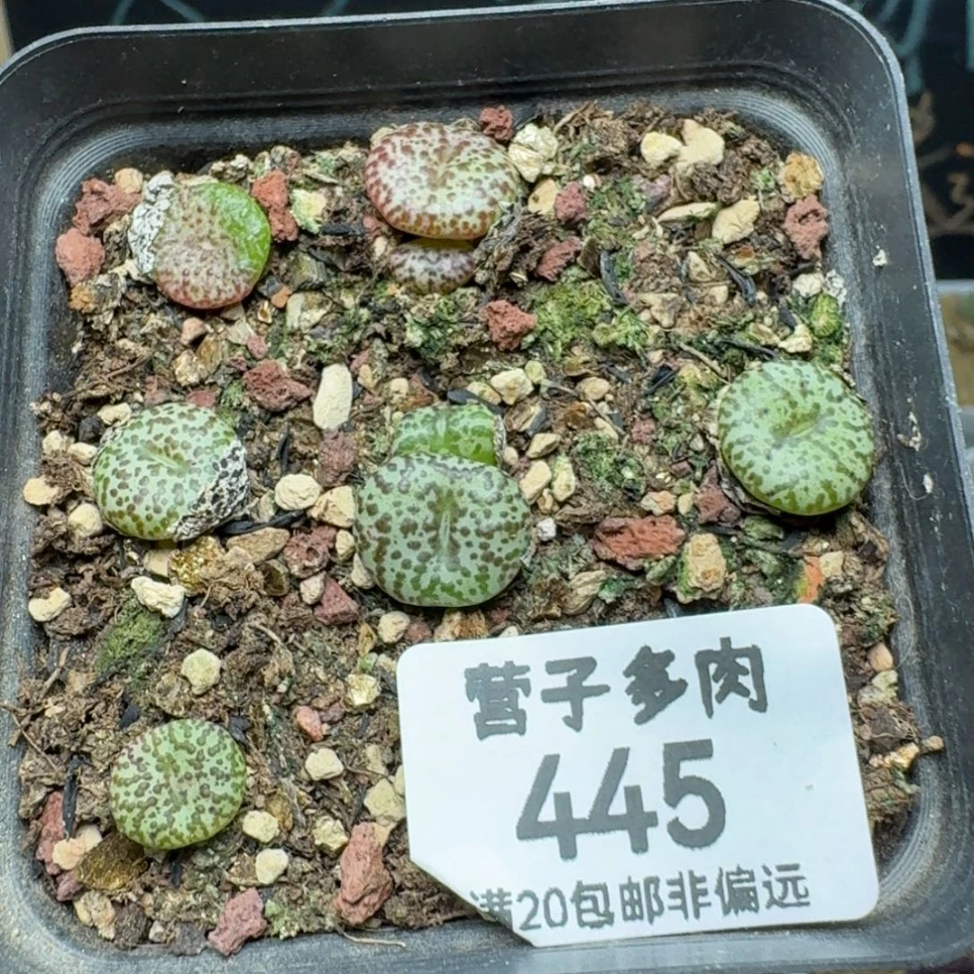 CR1306泡泡安贞