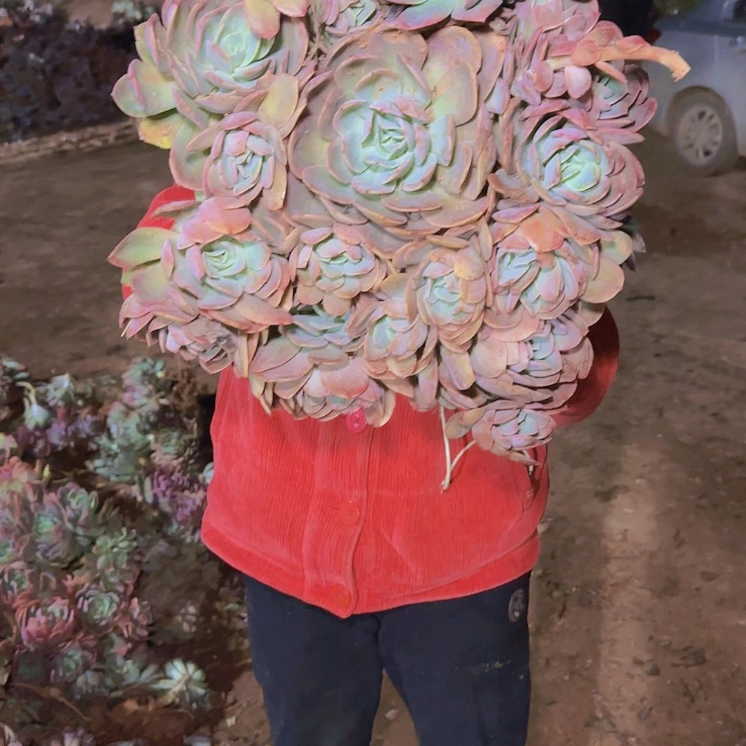 地栽大绮罗多肉1颗