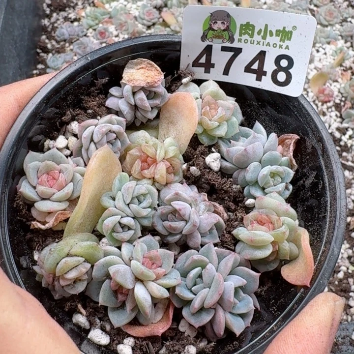 多肉植物多肉植物