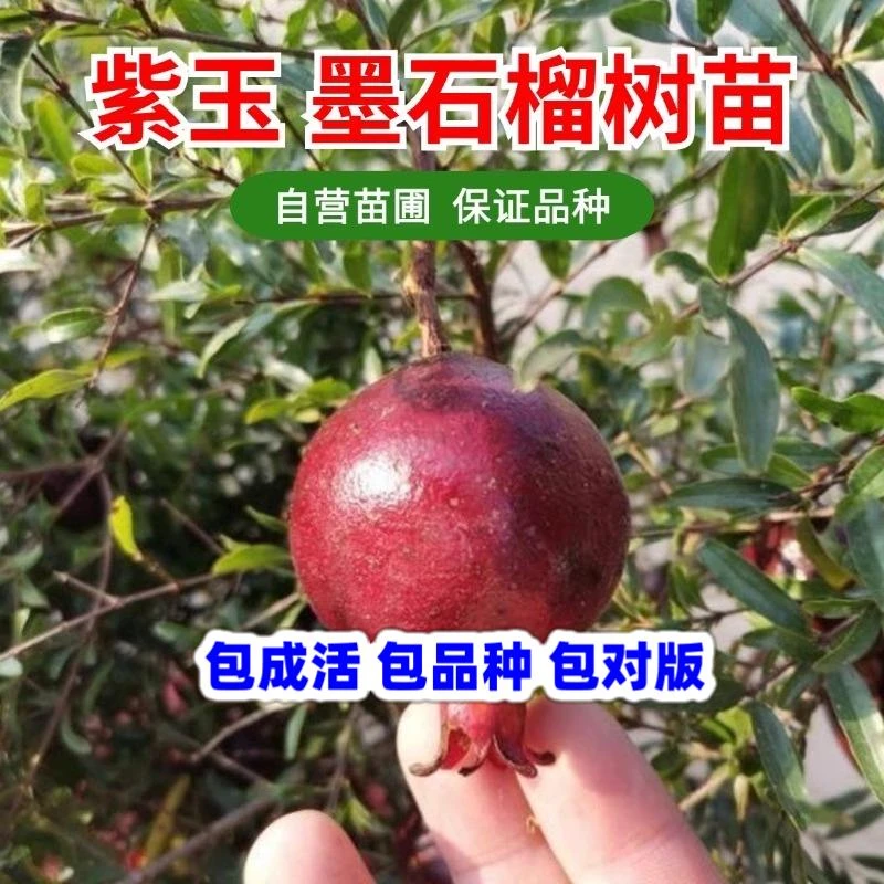 紫玉石榴树苗南方北方种植墨玉花石榴苗盆栽观赏庭院地栽当年结果