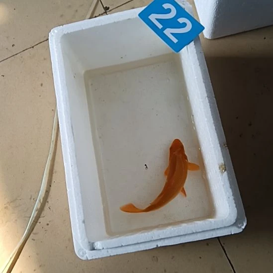锦鲤99669999999999999