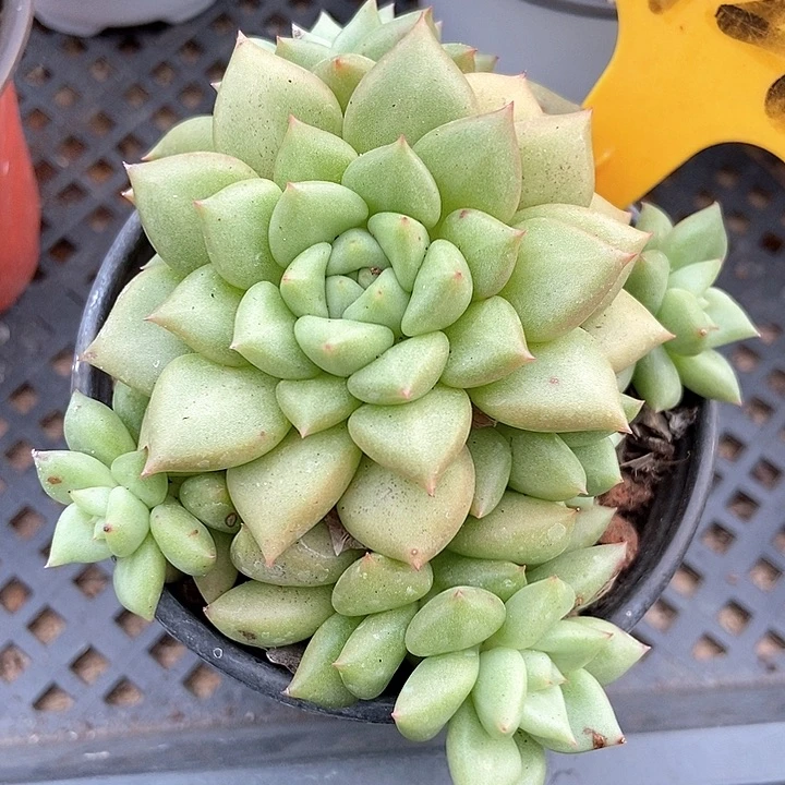 多肉植物象牙群1928