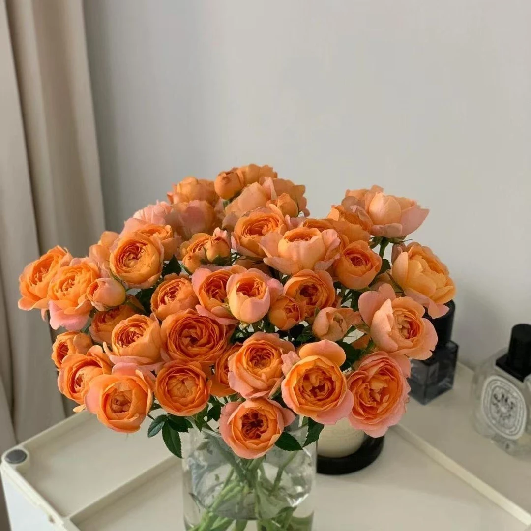 瑞雪果汁阳台多头玫瑰10支鲜花云南基地直发情人节婚庆水养鲜切花