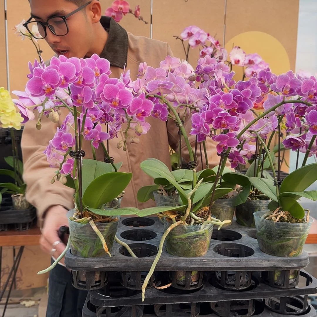 完全开放欧洲小兰/随机一棵有掉花