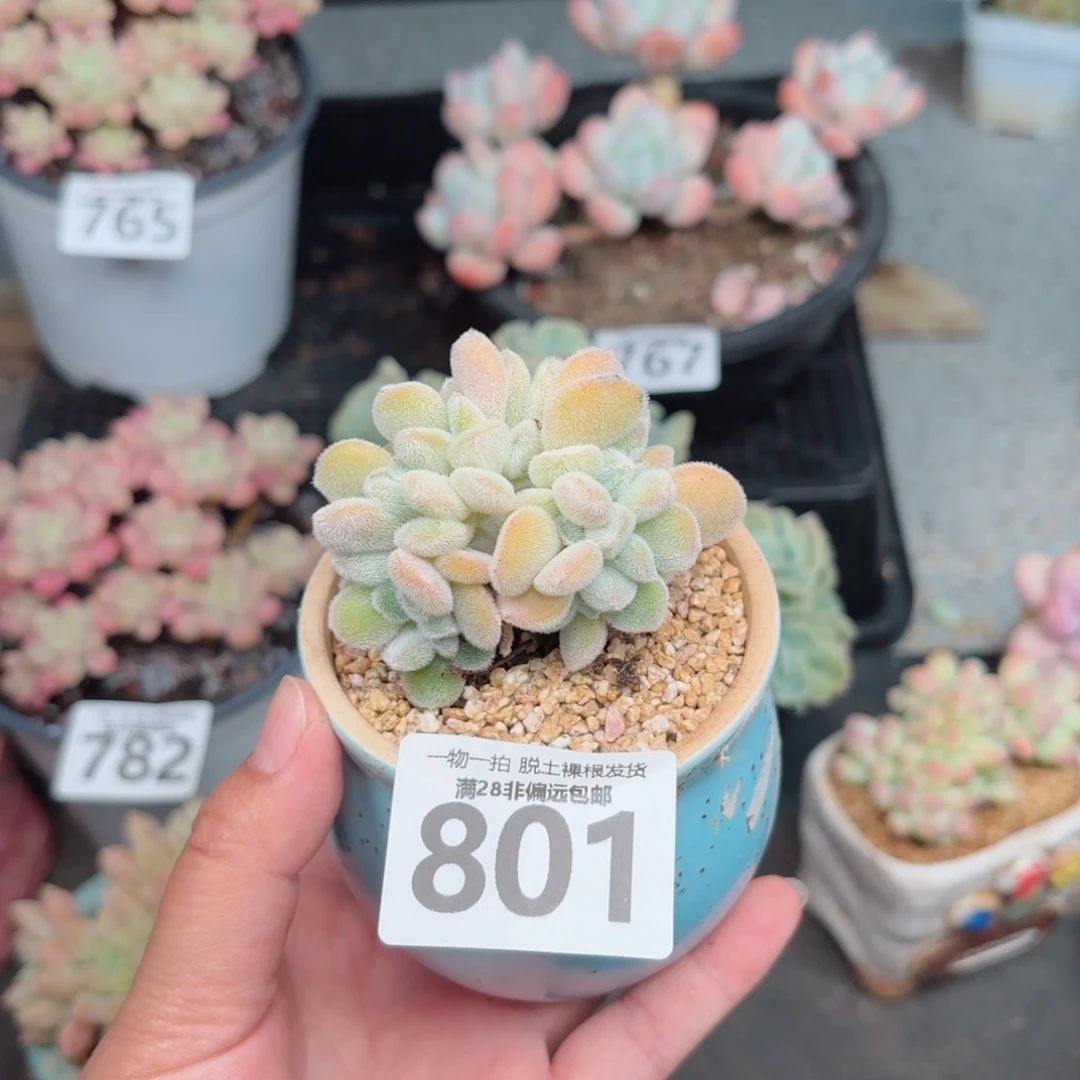 雪晃星缀化无盆土发货