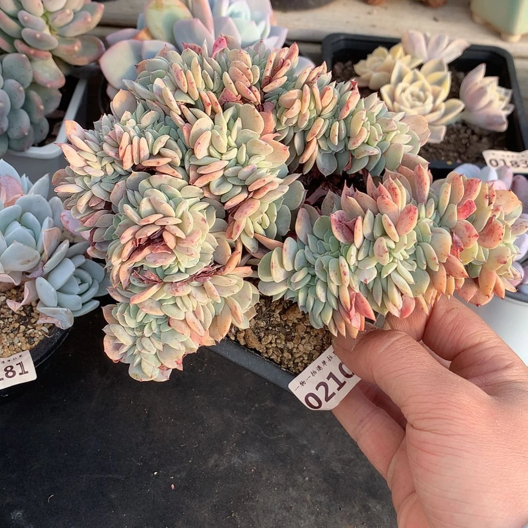 210原始海棠花缀化一颗18厘米