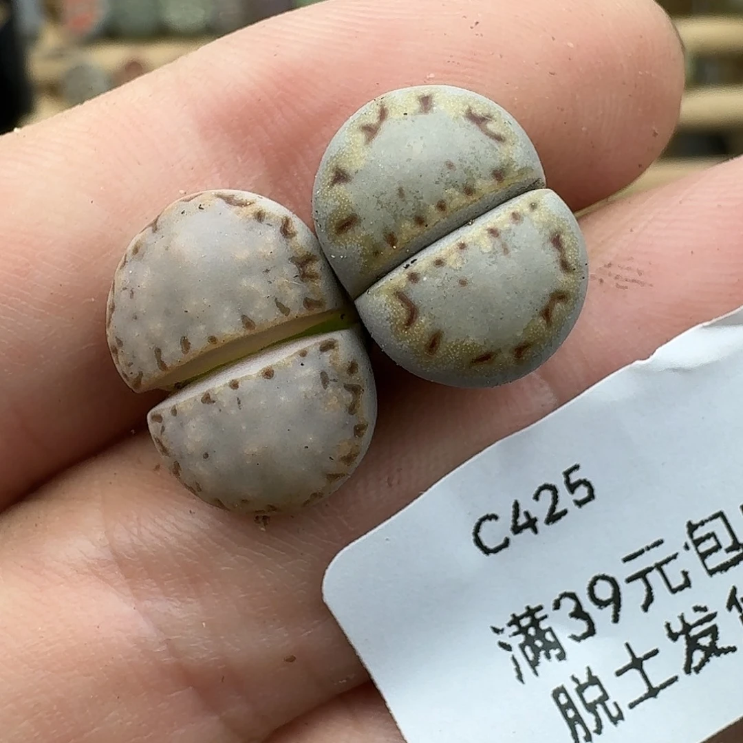 425多肉哈哈哈哈哈哈
