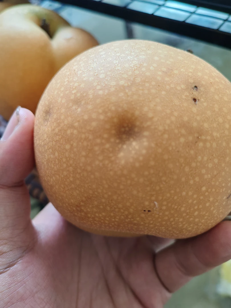 山东秋月梨现摘现发脆甜多汁当季水果（带梨丁的瑕疵果介意勿拍）