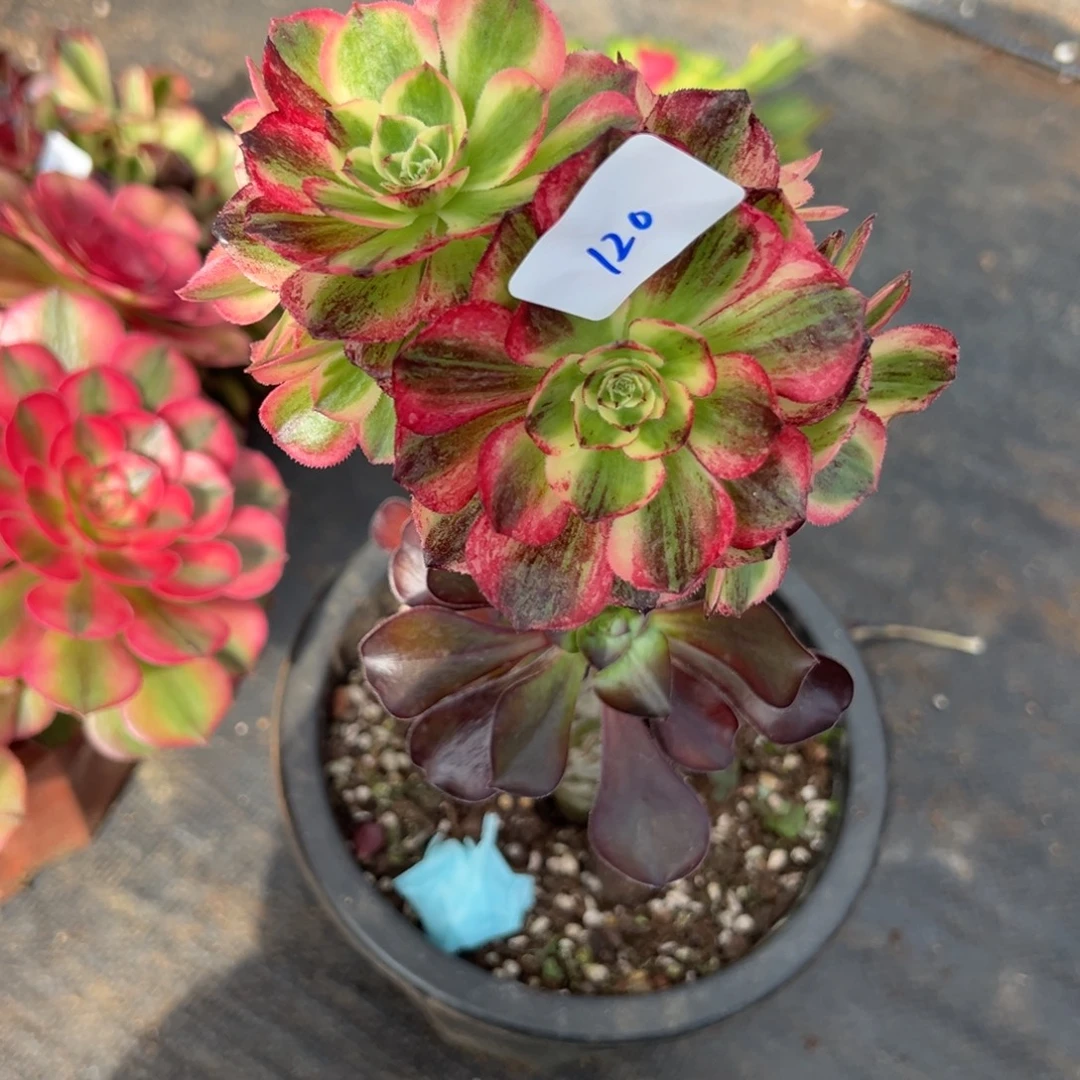 120伯爵嫁接多肉多肉多肉多肉