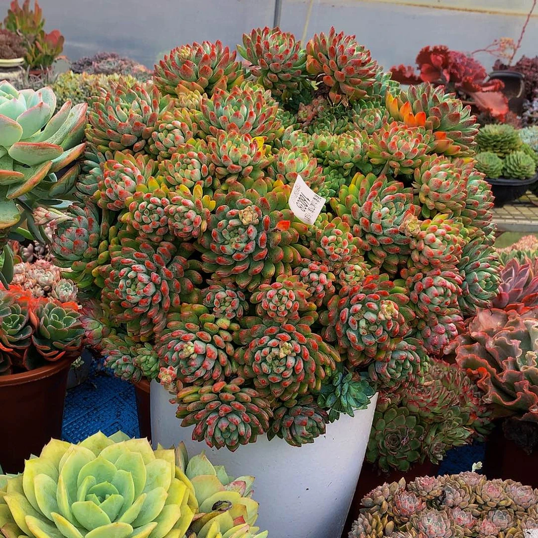 用***3    蓝苹果多肉16038