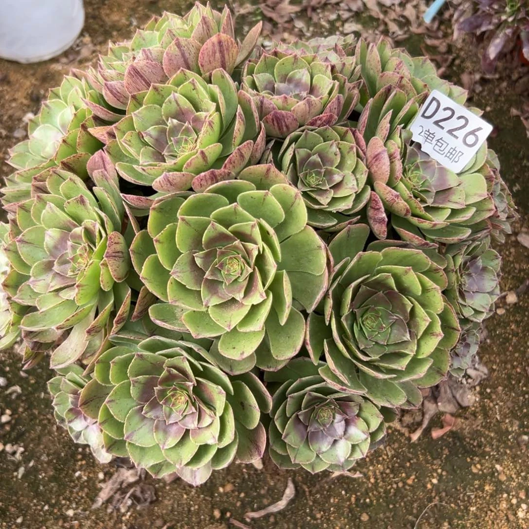 226多肉   万拉丝不包断头