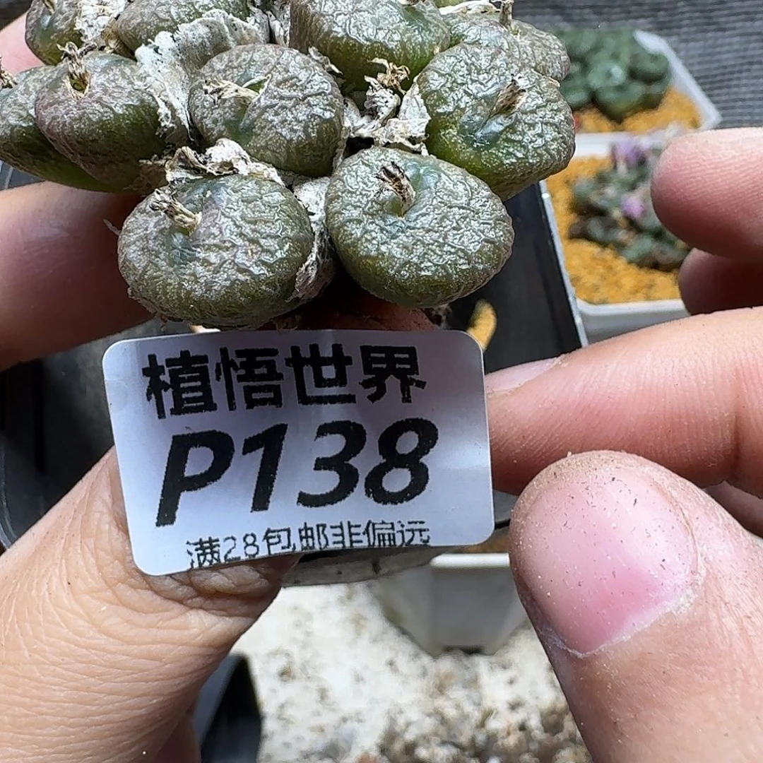 多肉W的润泽fhnnmmm