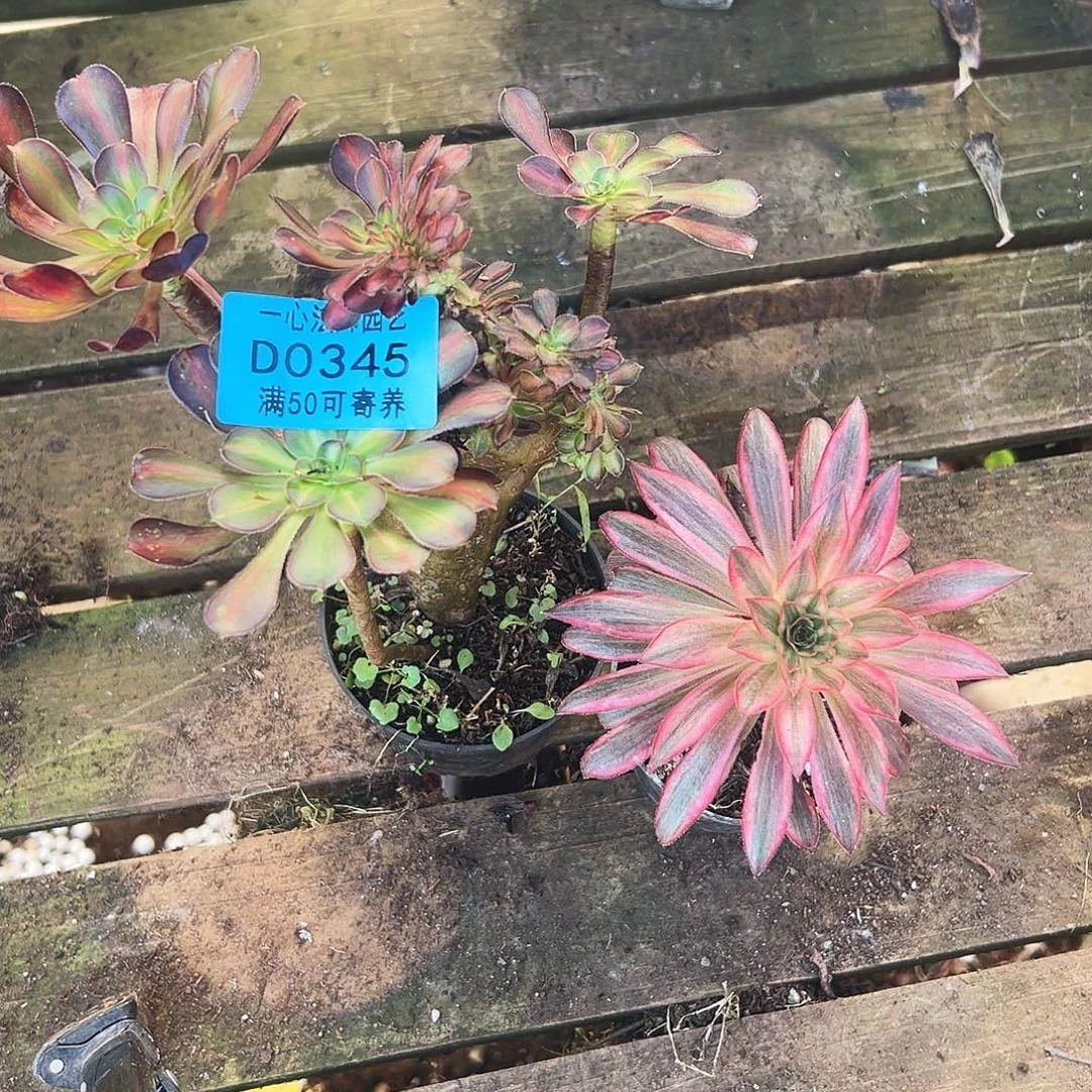 多肉植物2个多肉植物0345