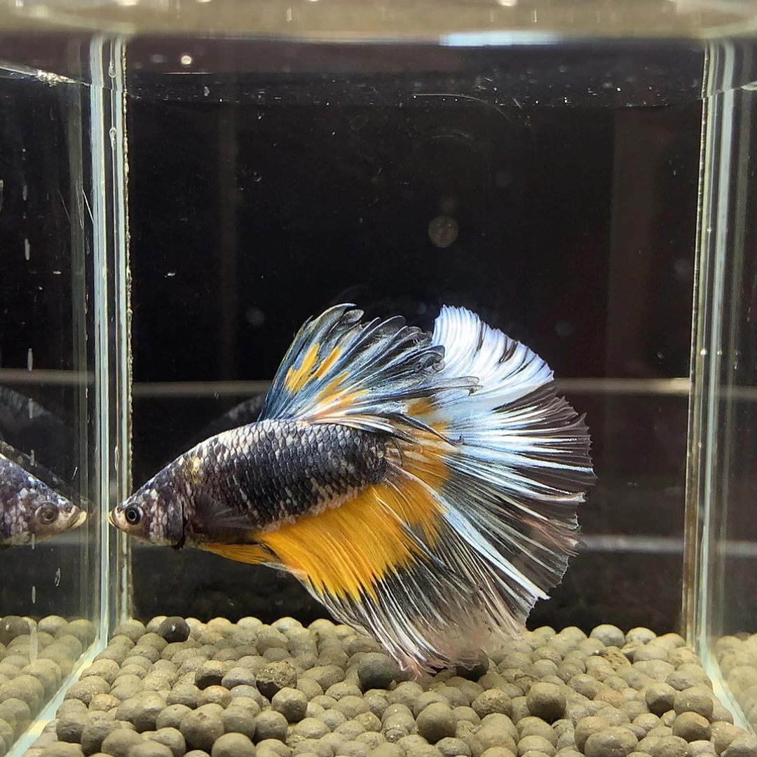 海水鱼七弟泰国斗鱼650