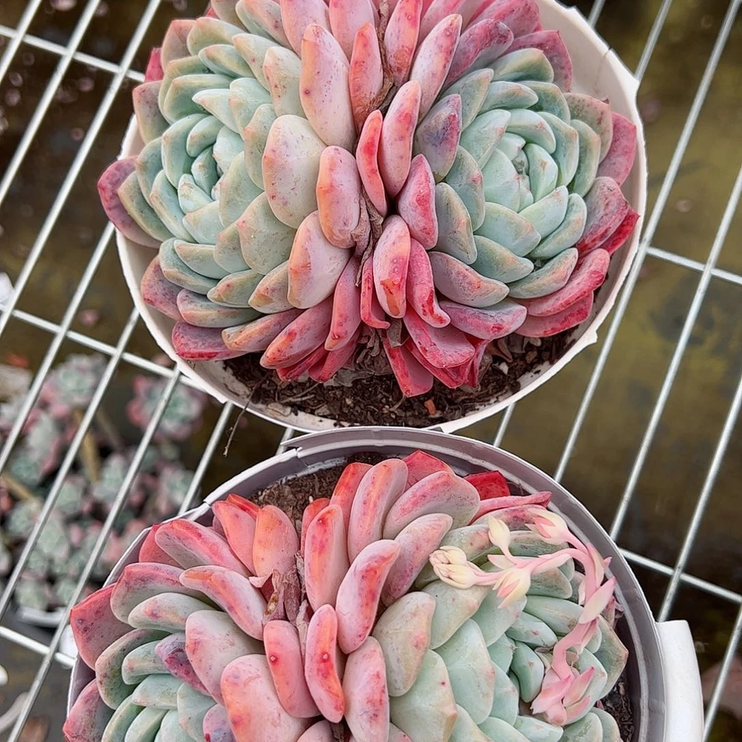 雪媚娘双头起发两盆